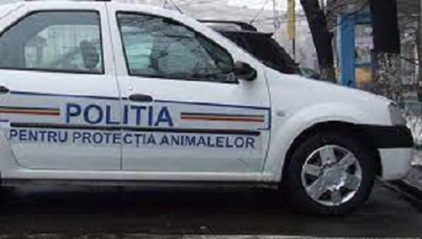 O batrana cercetata penal pentru acte de violenta asupra unui pui de pisica