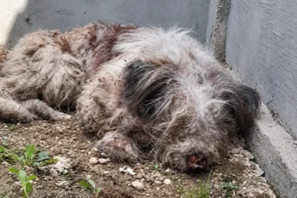 Apel disperat în Olt: un câine grav rănit nu poate bea apă