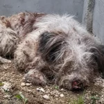 Câine grav rănit într-o localitate din Olt: „Nu poate nici să bea apă”