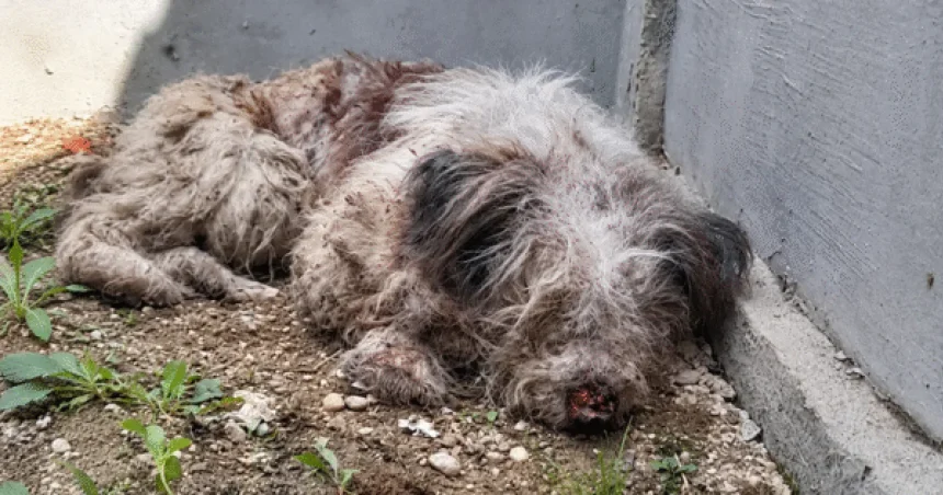 Câine grav rănit într-o localitate din Olt: „Nu poate nici să bea apă”